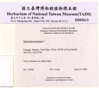 鹽角草藏品圖，第2張